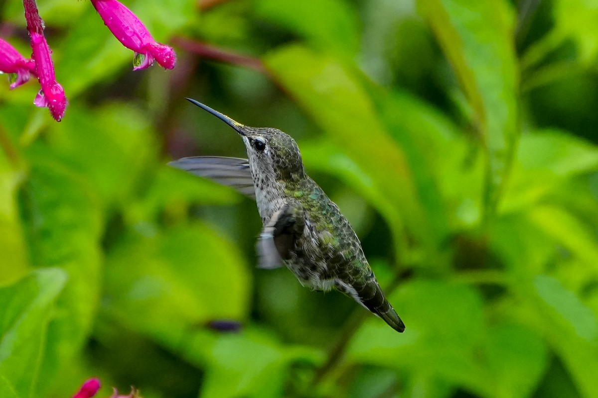 Anna's Hummingbird - ML640347498
