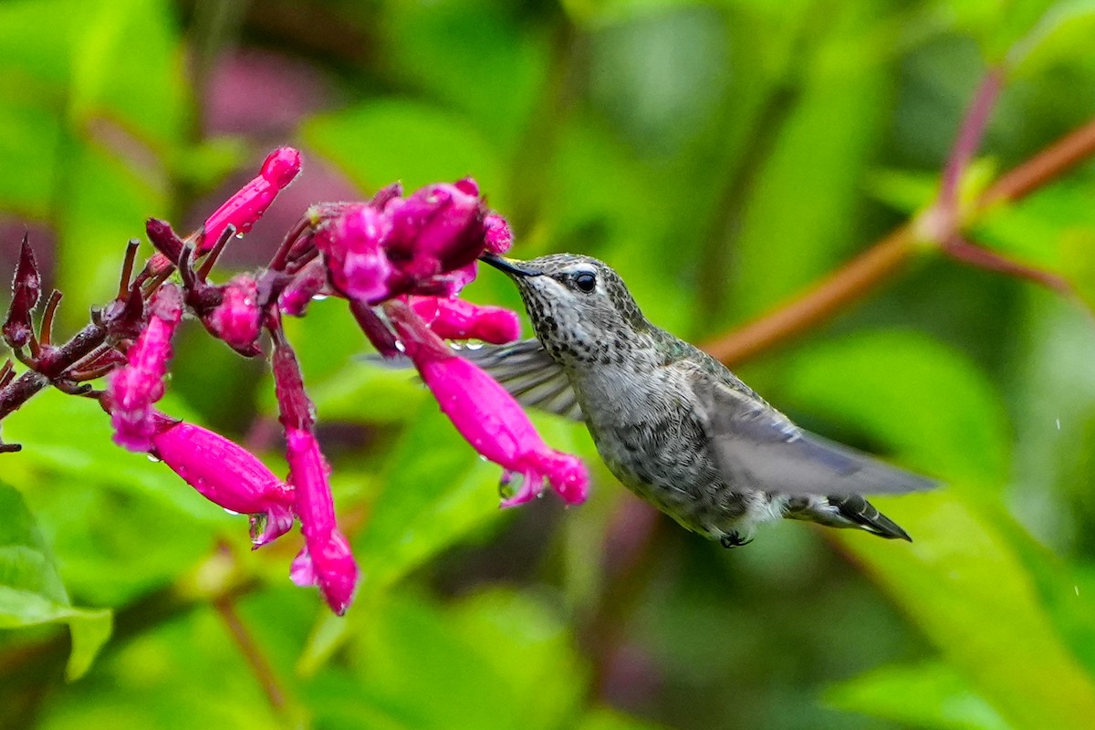 Anna's Hummingbird - ML640347499