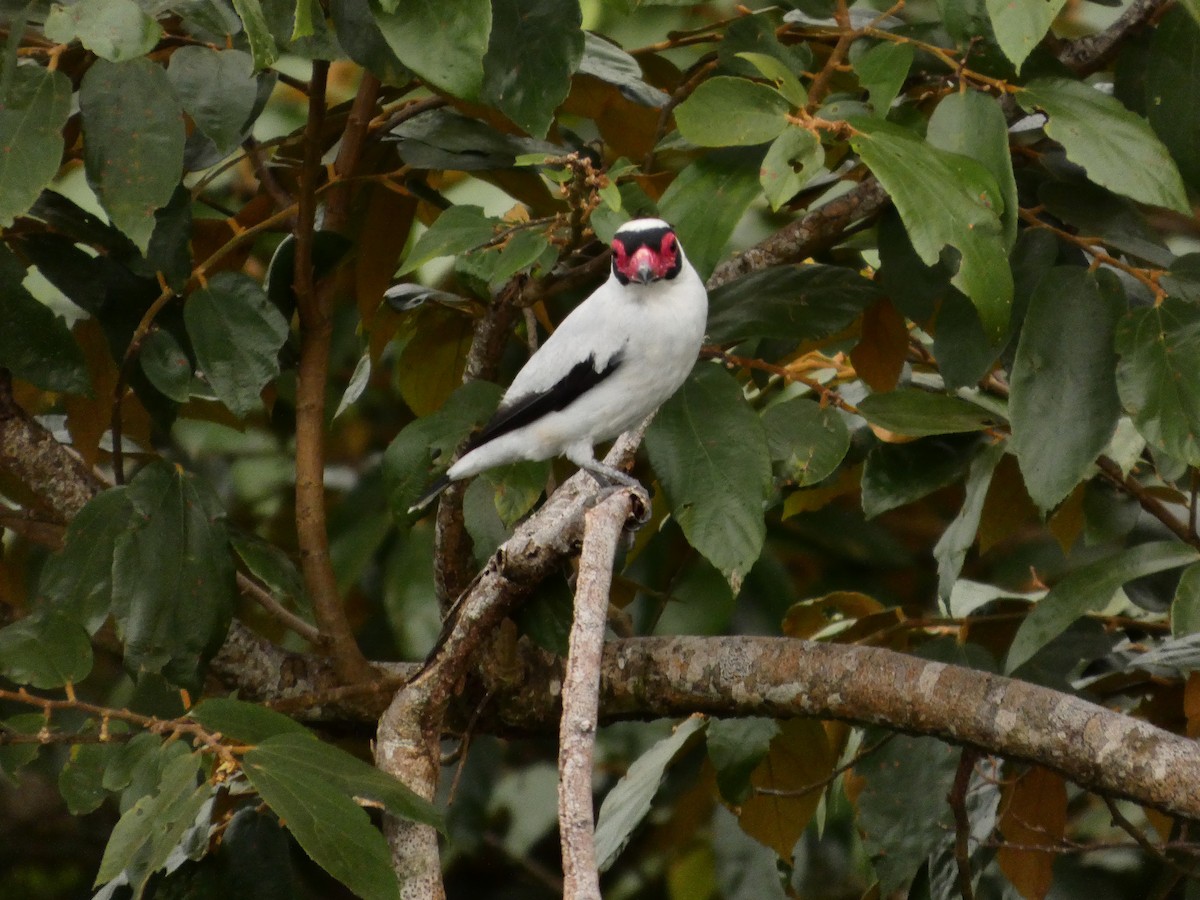Masked Tityra - ML640347533