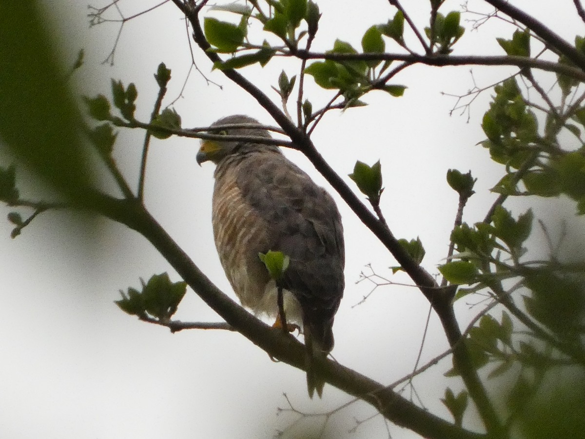 Roadside Hawk - ML640347615