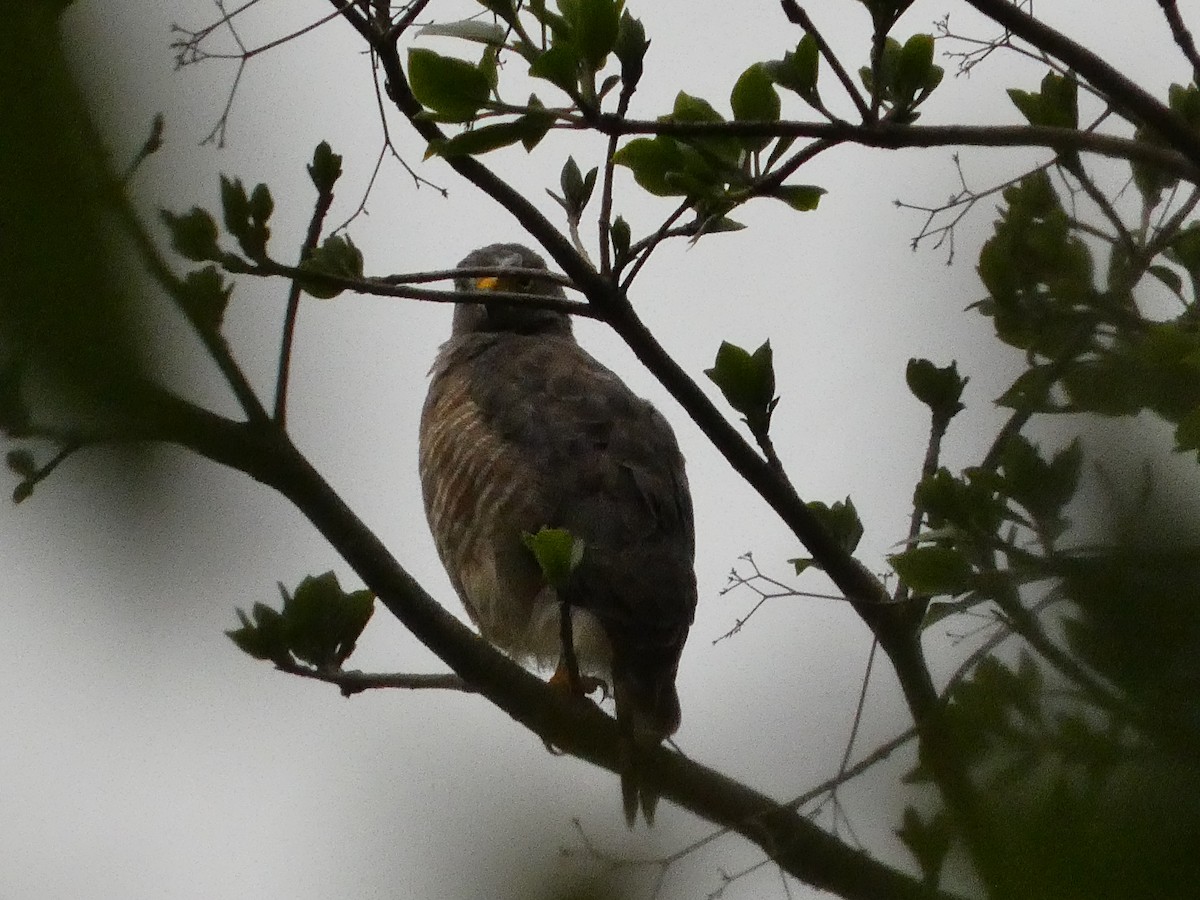 Roadside Hawk - ML640347630