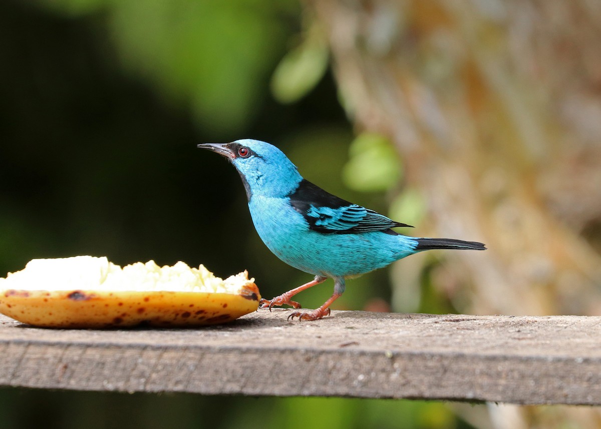 Blue Dacnis - ML640347721