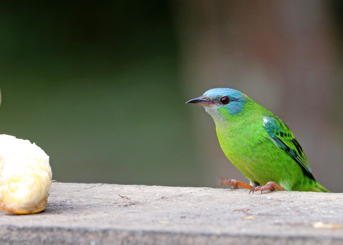 Blue Dacnis - ML640347722