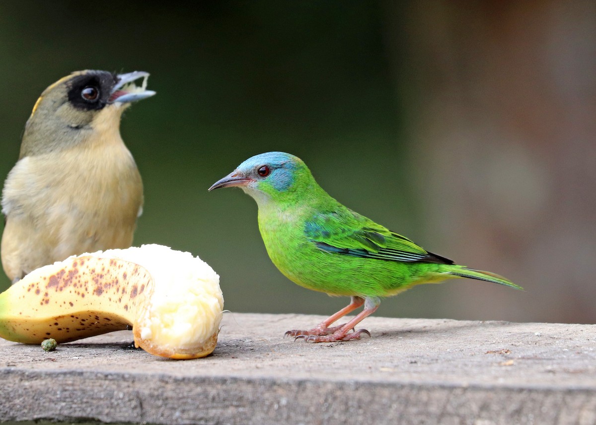 Blue Dacnis - ML640347723