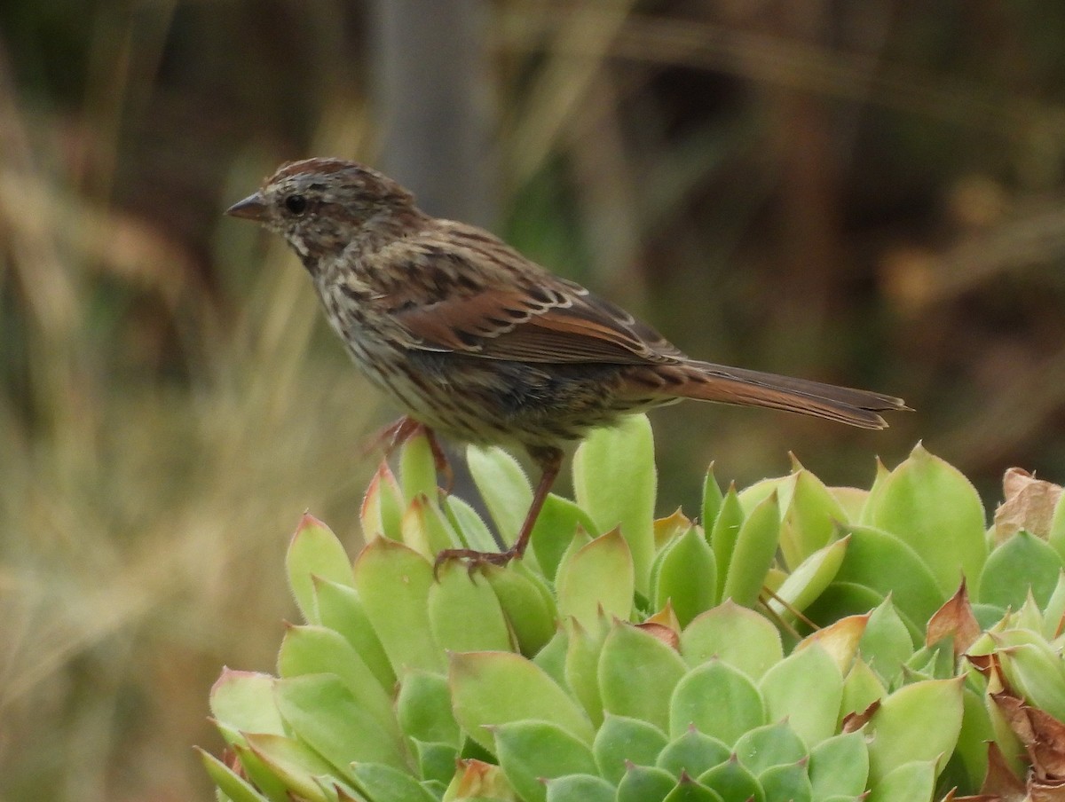 Song Sparrow (montana/merrilli) - ML640347731