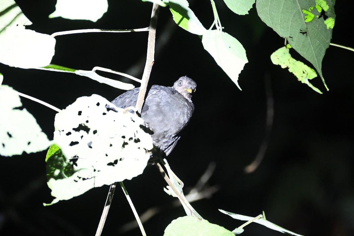 Dusky Megapode - ML640347737