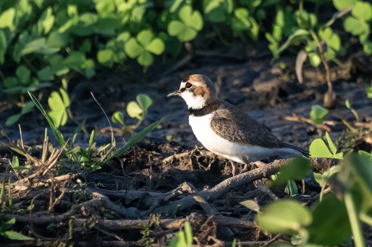 Collared Plover - ML640347752