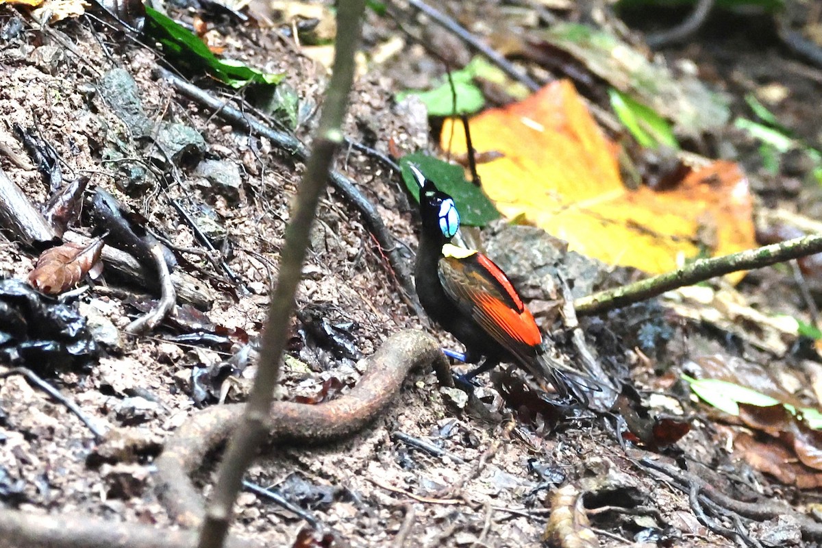 Wilson's Bird-of-Paradise - ML640347759