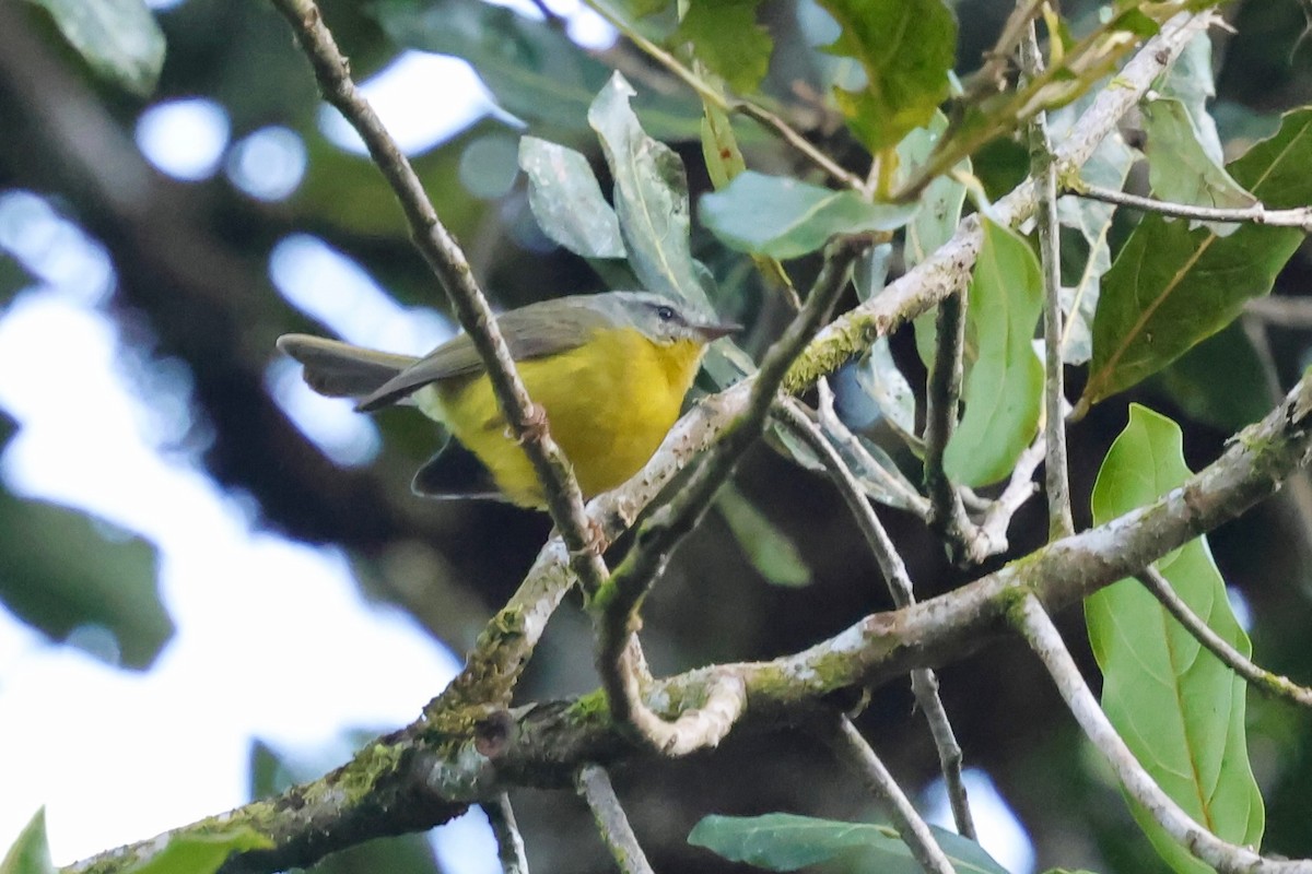 Golden-crowned Warbler - ML640347761