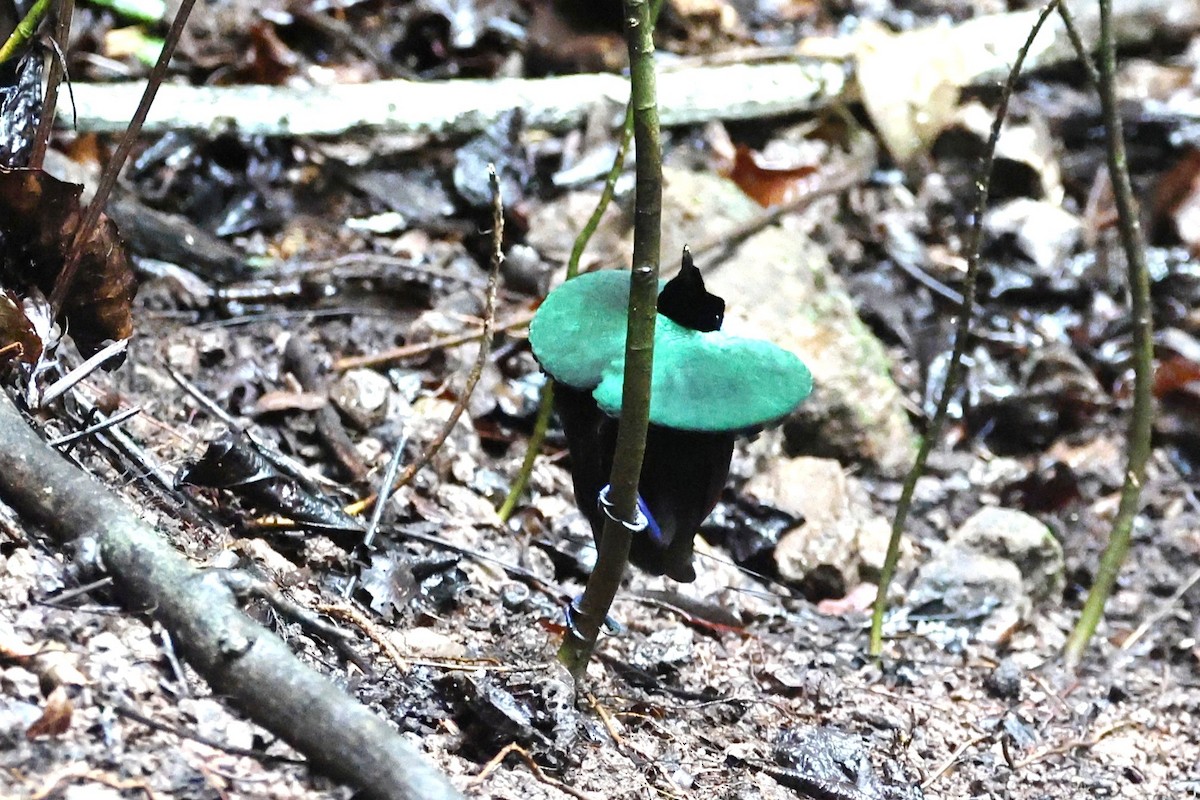 Wilson's Bird-of-Paradise - ML640347766