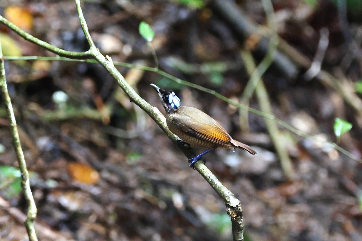 Wilson's Bird-of-Paradise - ML640347772