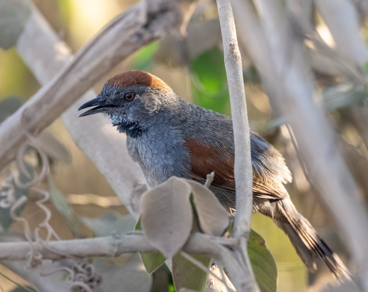Cinereous-breasted Spinetail - ML640347780
