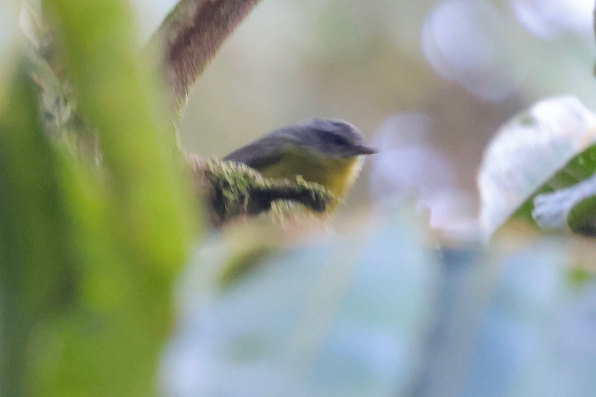 Golden-crowned Warbler - ML640347792