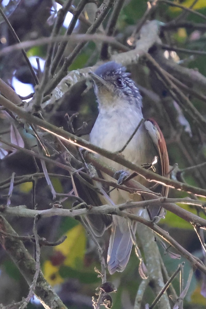 Rufous-backed Antvireo - ML640347813