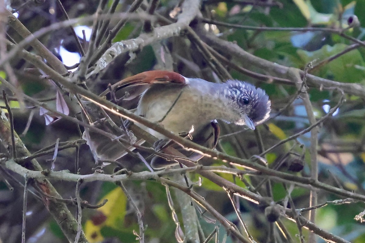 Rufous-backed Antvireo - ML640347814