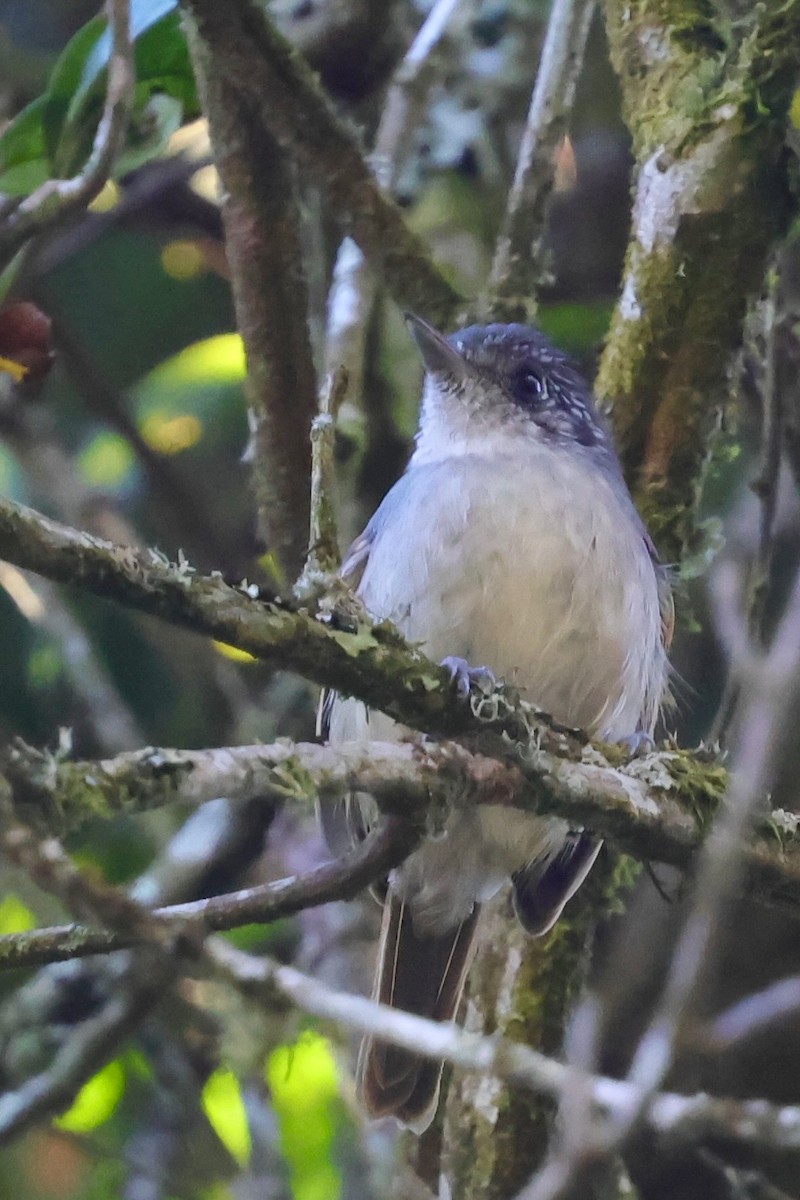 Rufous-backed Antvireo - ML640347815