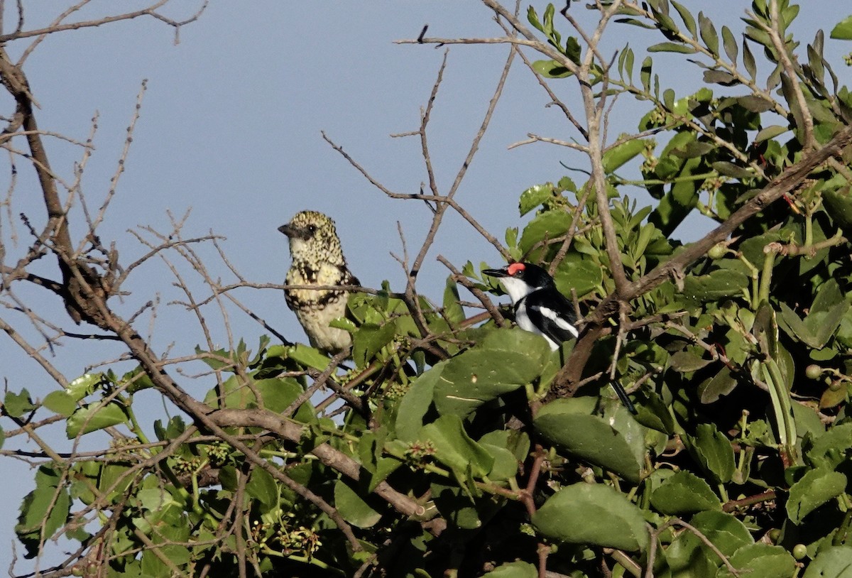 D'Arnaud's Barbet (Usambiro) - ML640347840