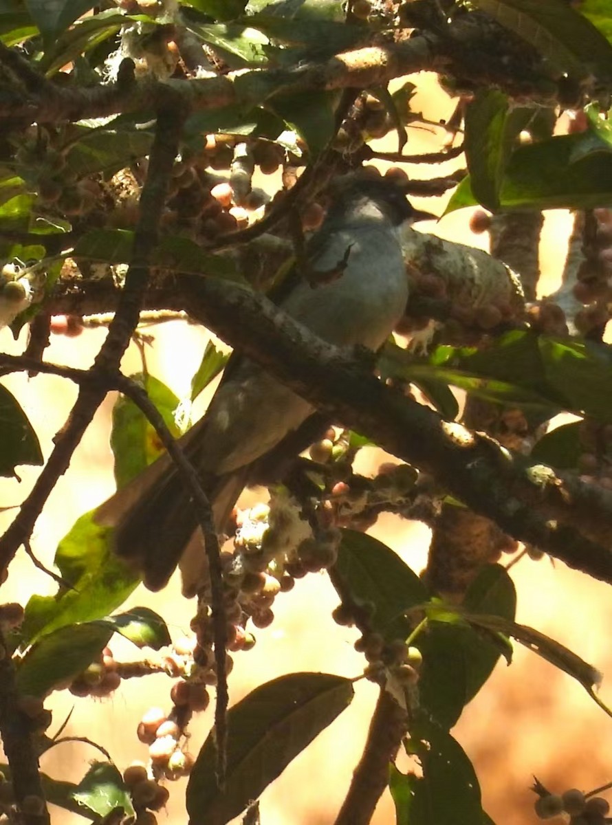 Ashy Bulbul - ML640347854