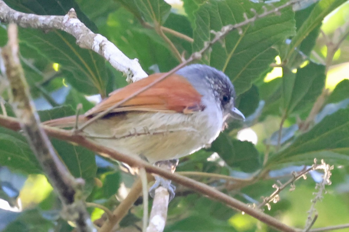 Rufous-backed Antvireo - ML640347908