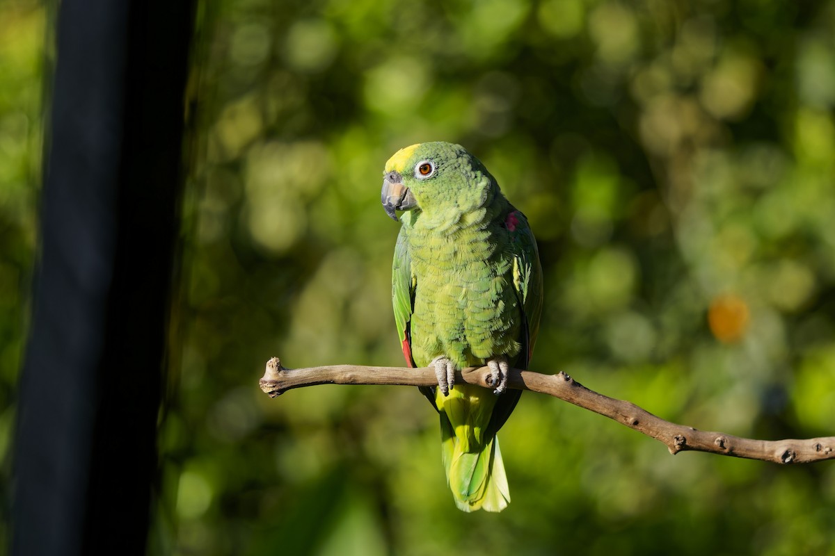 Yellow-crowned Amazon - ML640347919