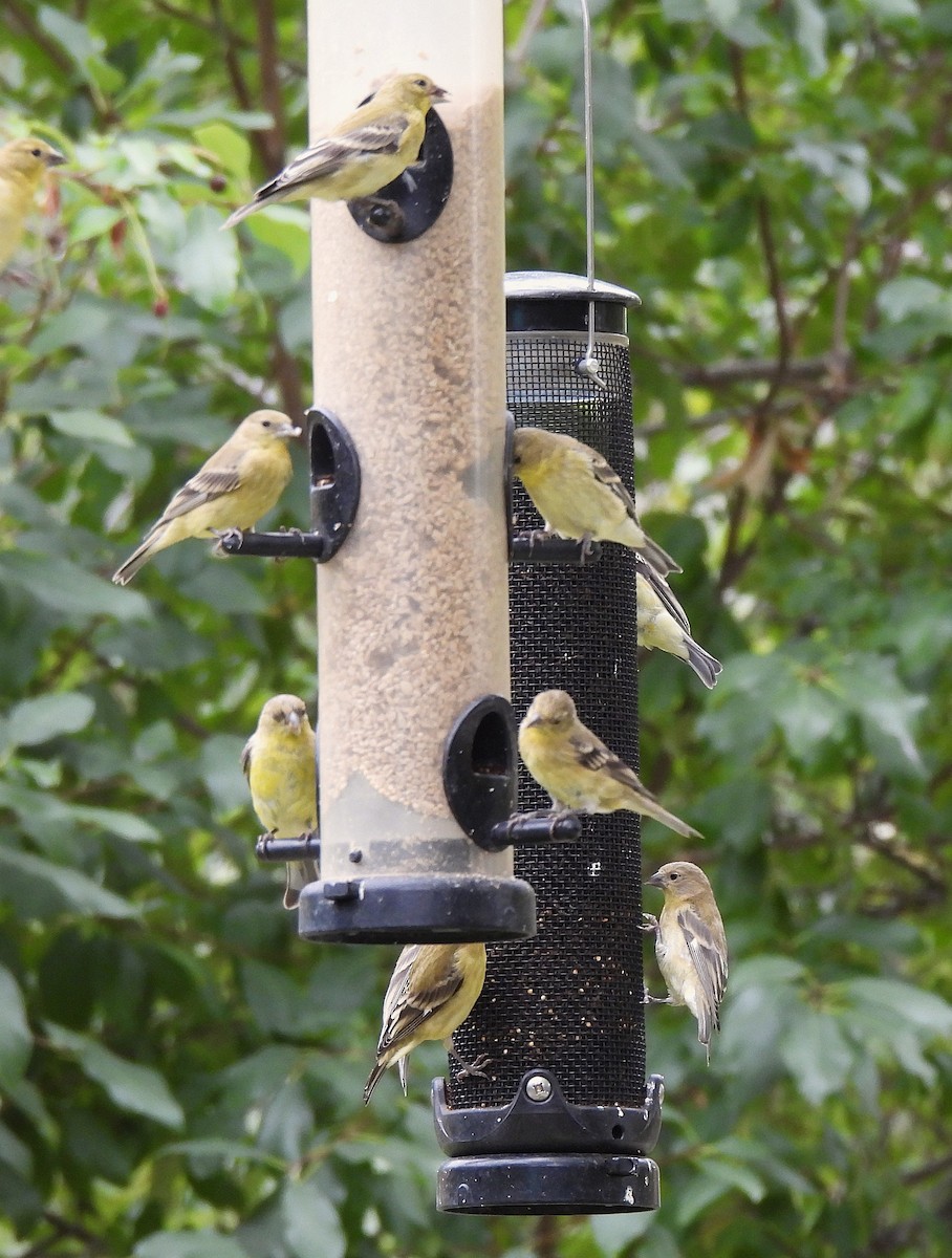 Lesser Goldfinch - ML640347939