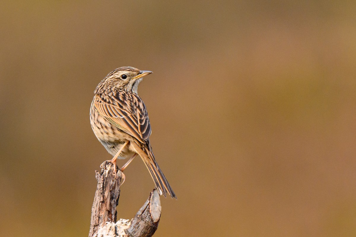 Upland Pipit - ML640347964