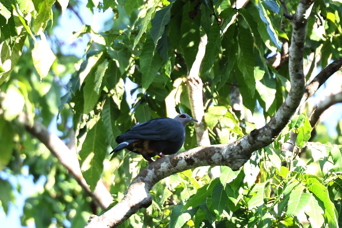Pinon's Imperial-Pigeon (Gray-headed) - ML640347986