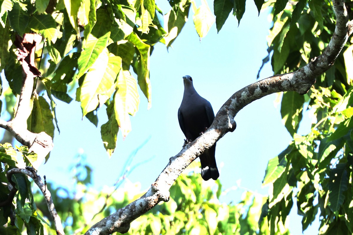 Pinon's Imperial-Pigeon (Gray-headed) - ML640347995