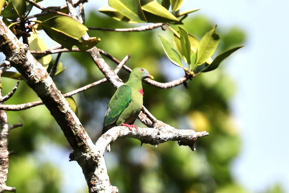 Claret-breasted Fruit-Dove - ML640348020