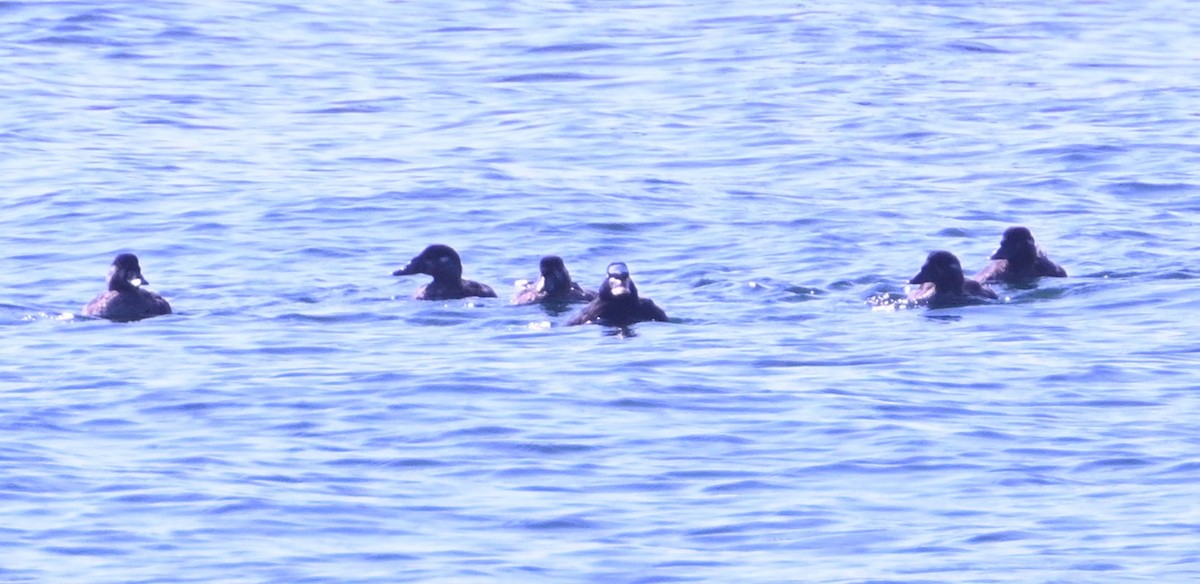 Surf Scoter - ML640348024