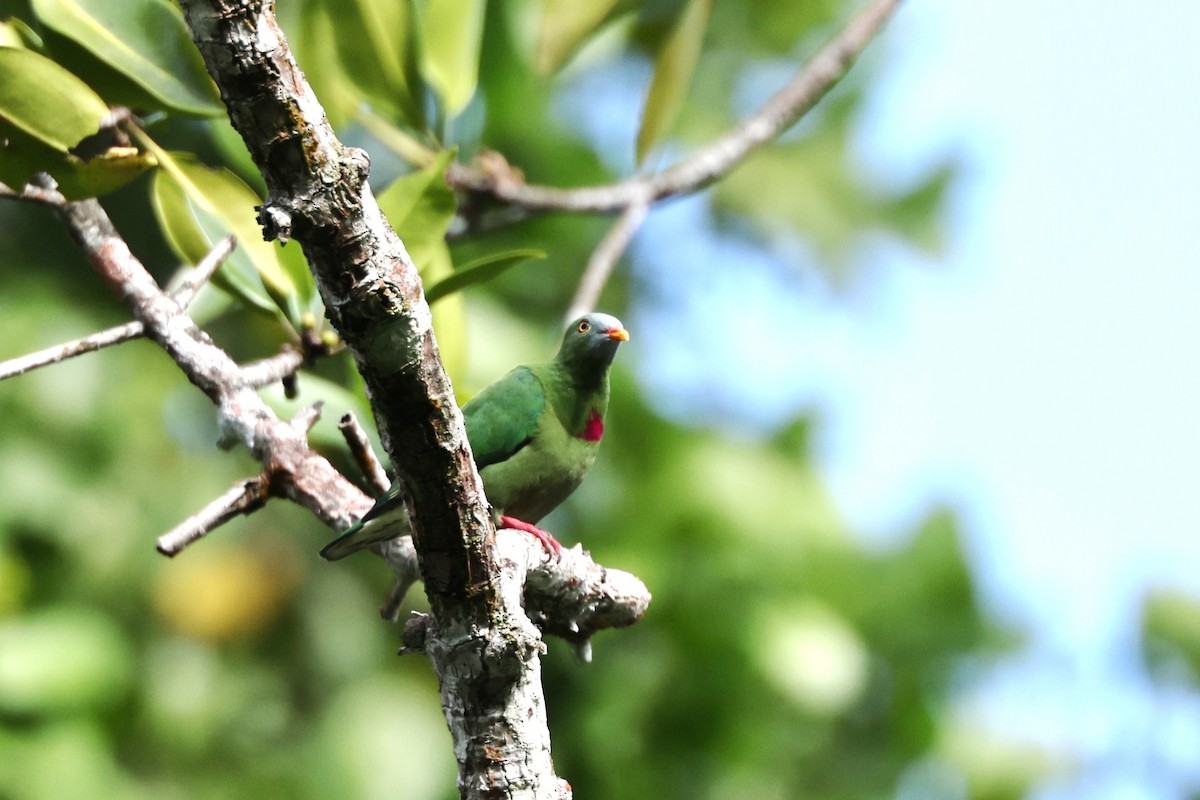 Claret-breasted Fruit-Dove - ML640348029