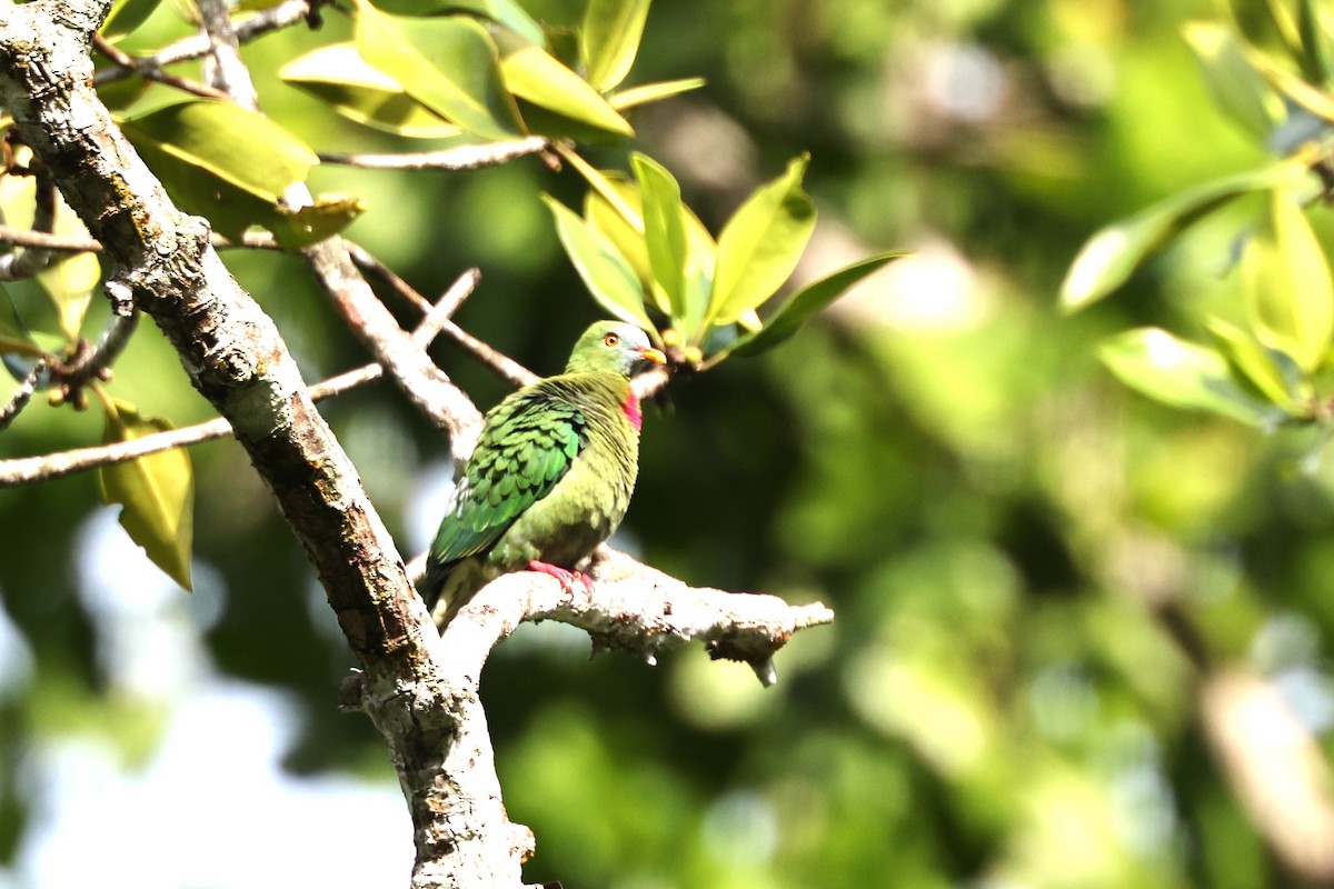 Claret-breasted Fruit-Dove - ML640348034
