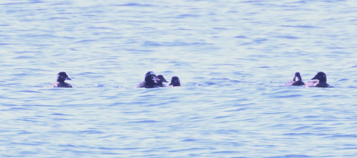 Surf Scoter - ML640348036