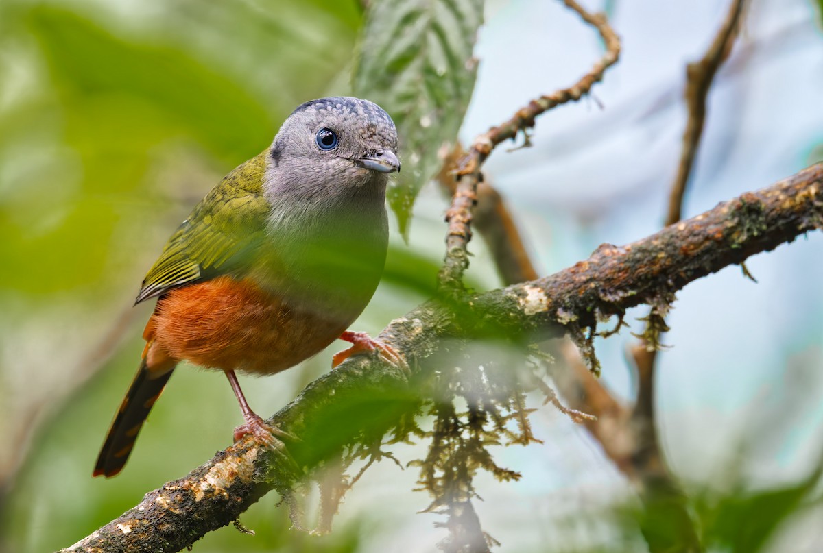 Black-headed Shrike-Babbler - ML640348077