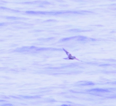 Leach's Storm-Petrel - ML640348143
