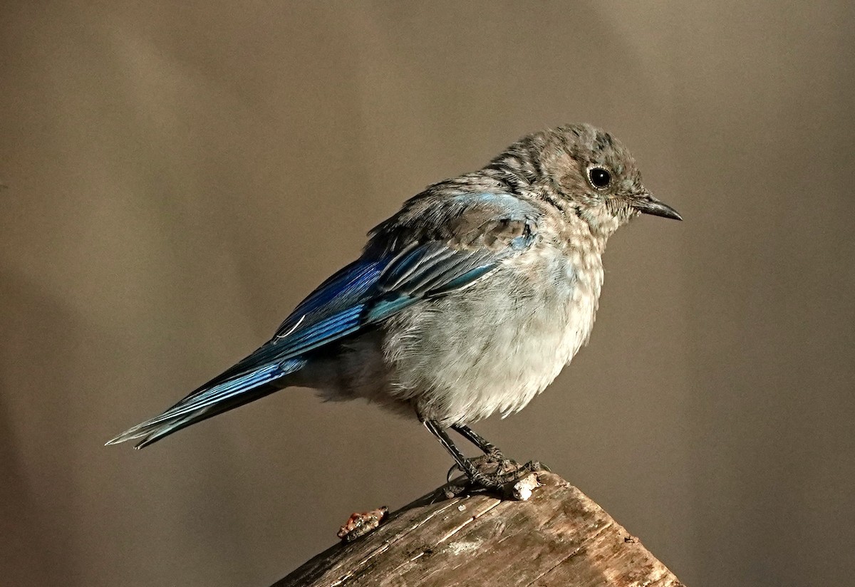 Mountain Bluebird - ML640348148