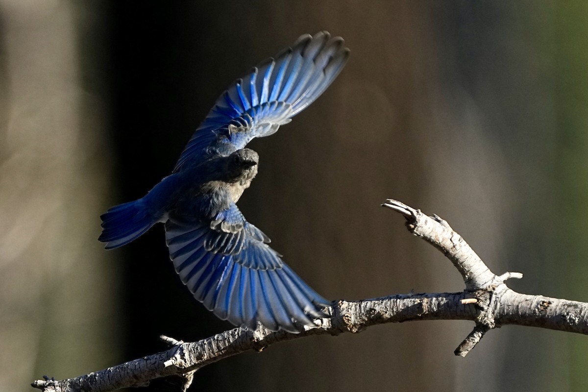 Mountain Bluebird - ML640348150