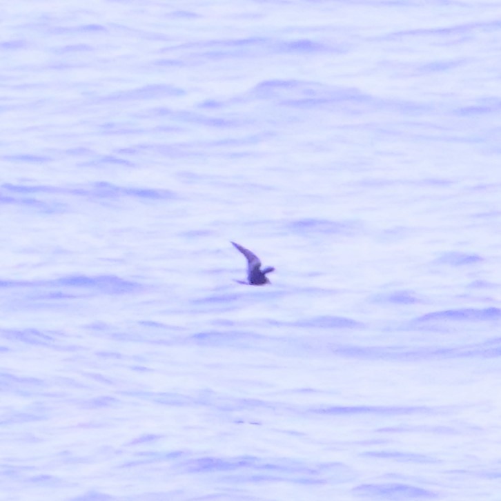 Leach's Storm-Petrel - ML640348162