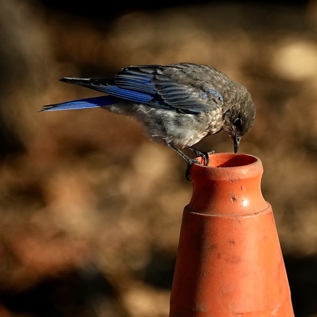 Mountain Bluebird - ML640348164