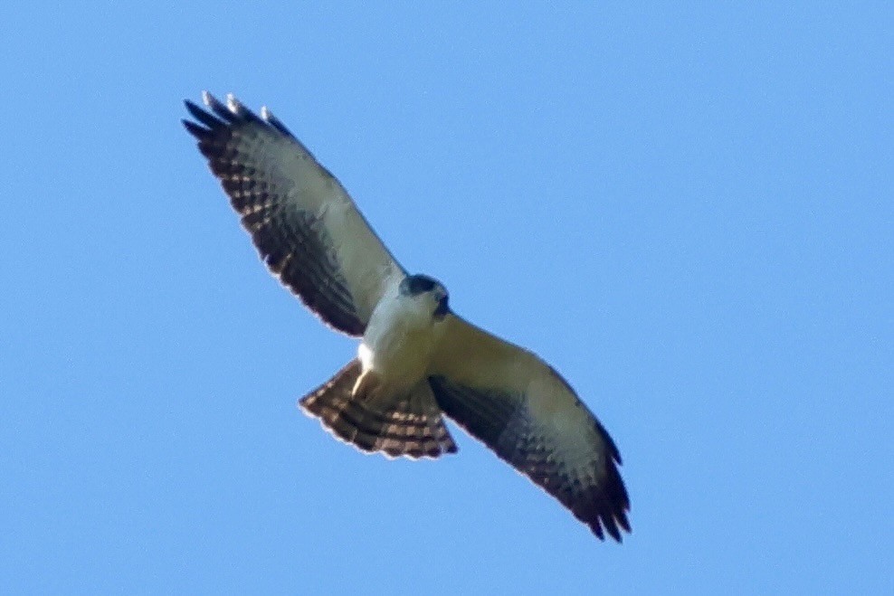 Short-tailed Hawk - ML640348189