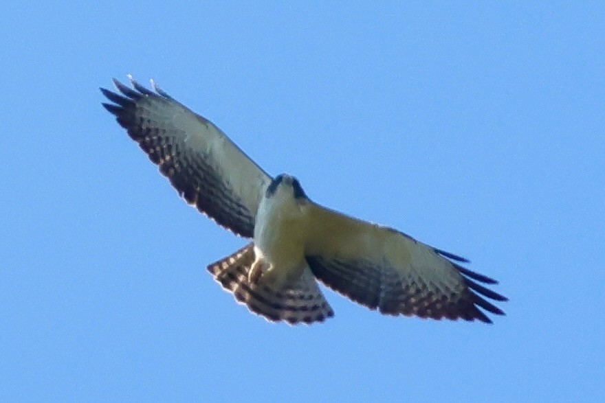 Short-tailed Hawk - ML640348190