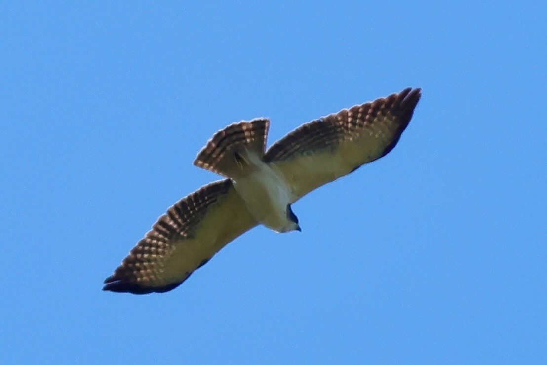 Short-tailed Hawk - ML640348191