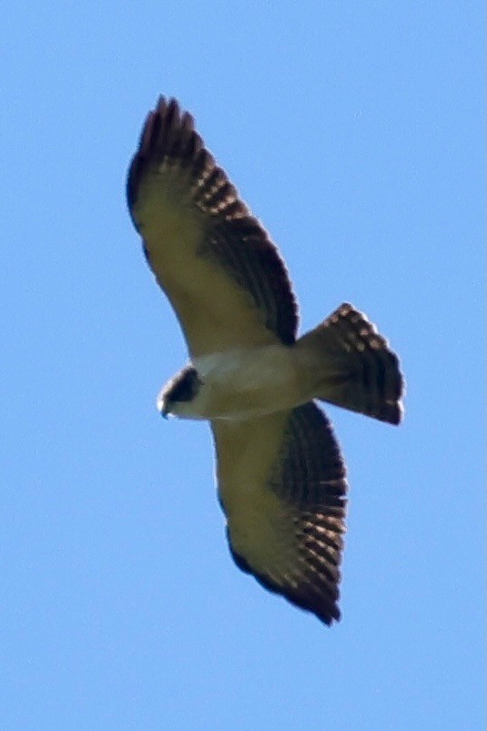 Short-tailed Hawk - ML640348192