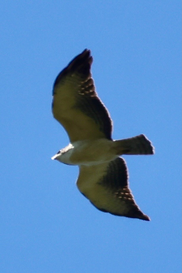 Short-tailed Hawk - ML640348193
