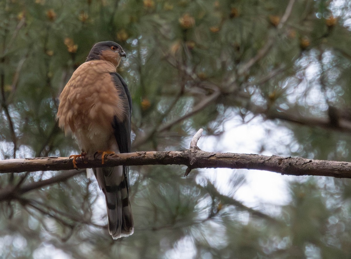 Rufous-breasted Sparrowhawk - ML640348216