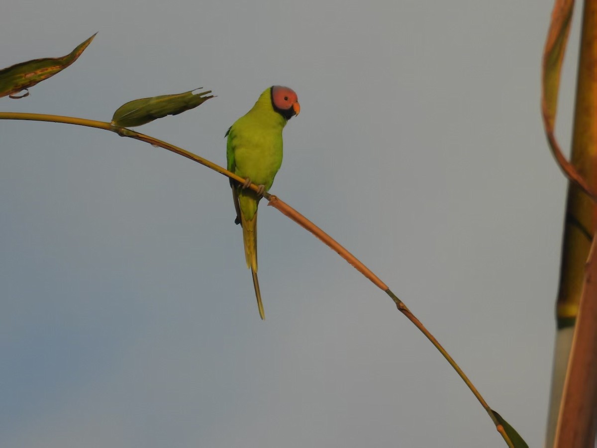 Blossom-headed Parakeet - ML640348285