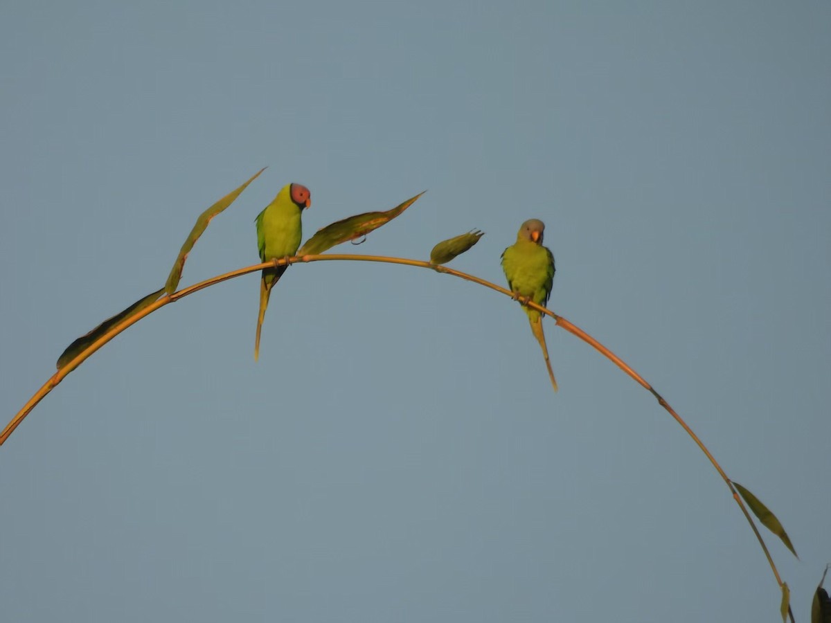 Blossom-headed Parakeet - ML640348289