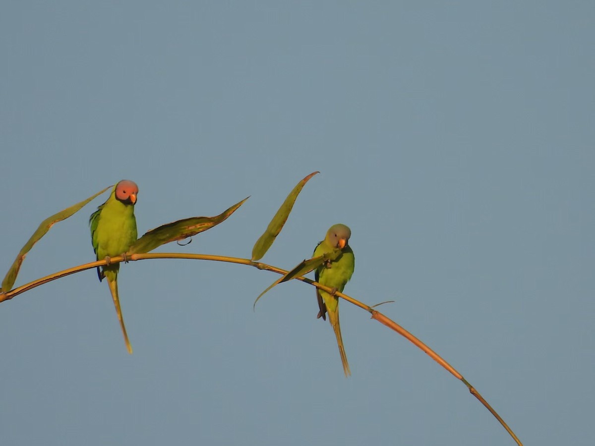 Blossom-headed Parakeet - ML640348290