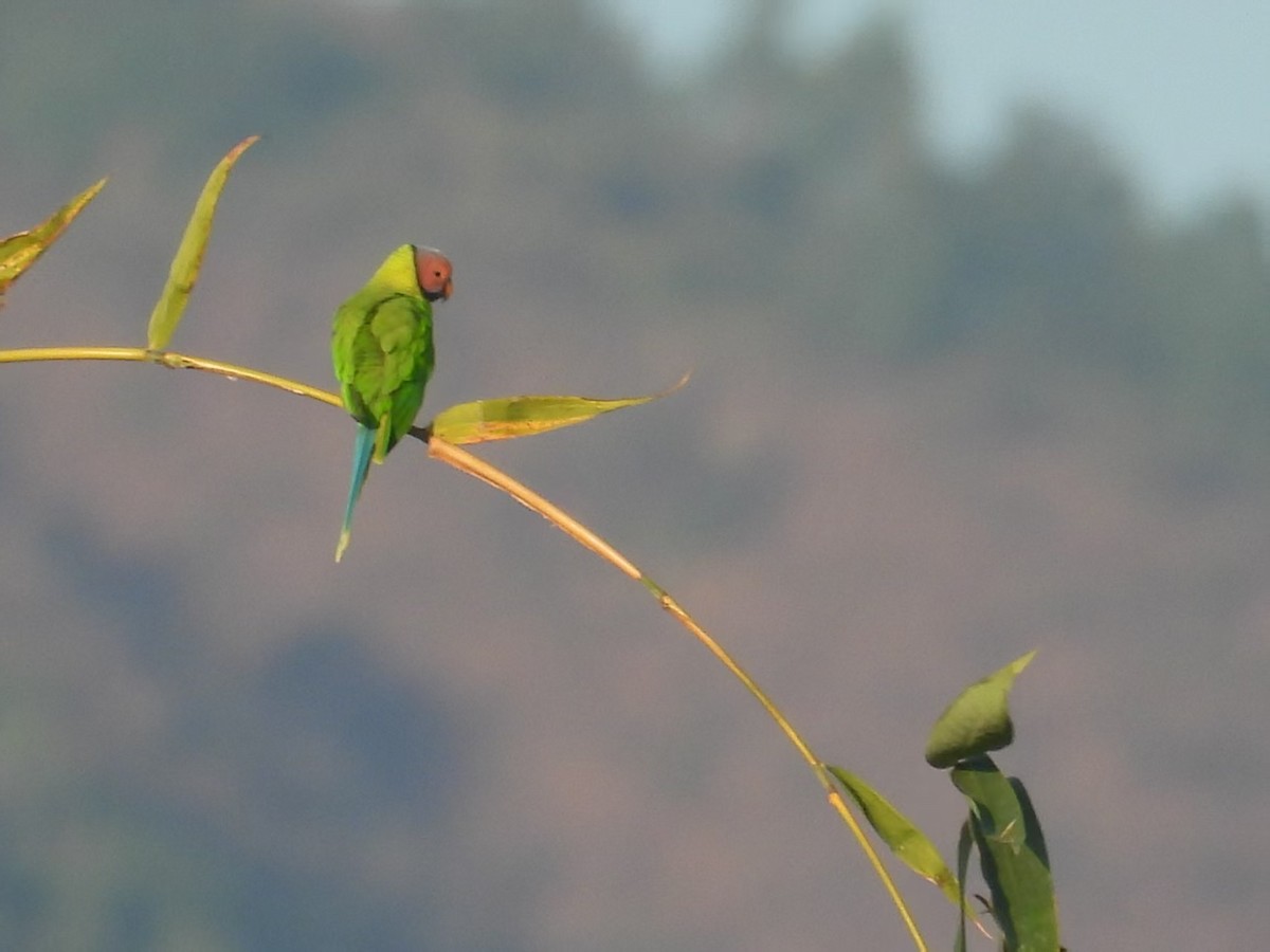 Blossom-headed Parakeet - ML640348293