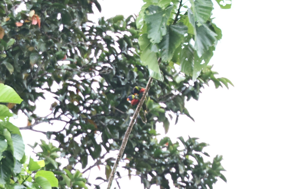 Coconut Lorikeet - ML640348312
